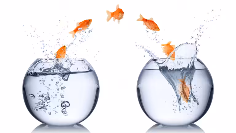 Wechselspiel Goldfische